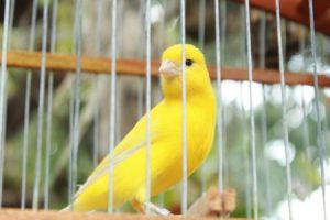 cómo llevar la jaula de tu pájaro
